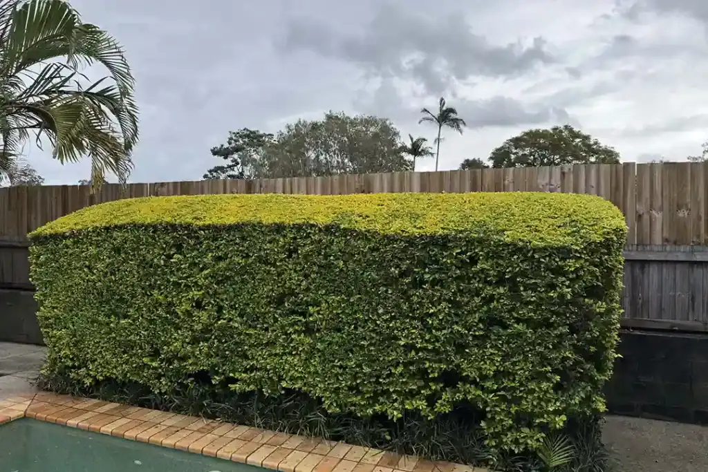 Commercial Gardening Service North Brisbane